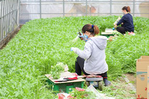 とれたて新鮮野菜をメインに使用した料理！