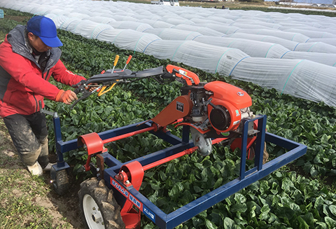 野菜の収穫は水分の多い朝イチに